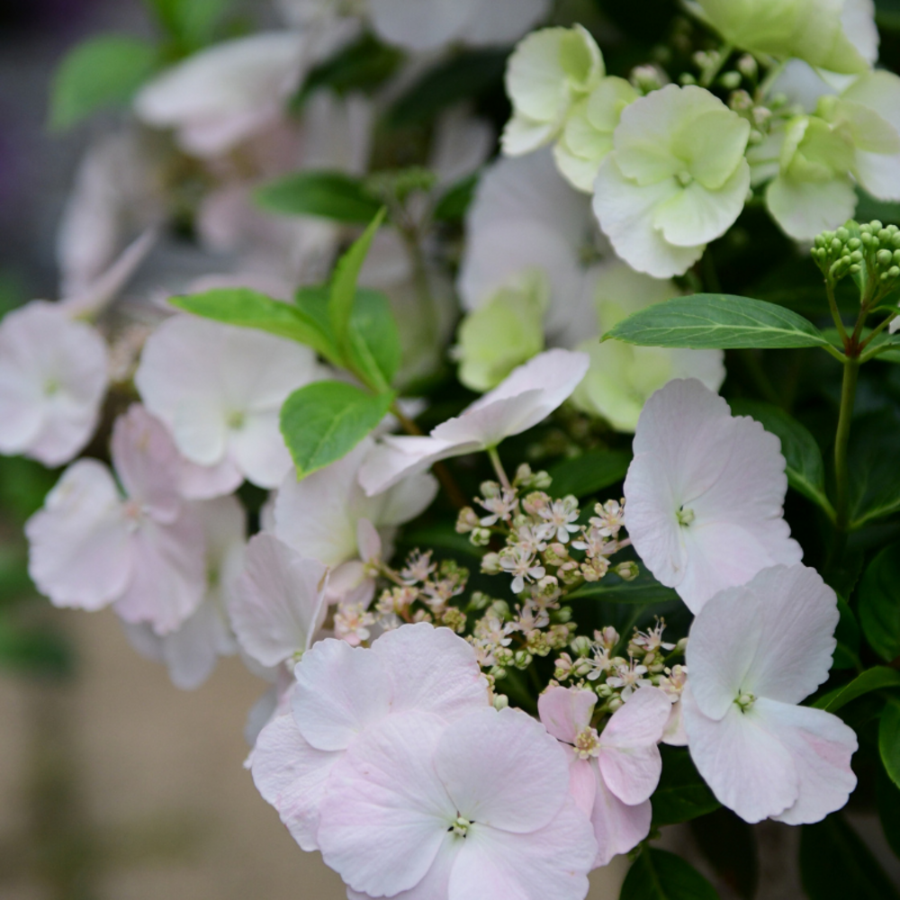 Hortensia hybr runaway bride - hydrangea hybr runaway bride pot 3l
