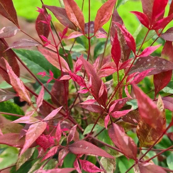 Bambou sacré red light® 'nrl2015', nandina pot de 3l - 20/40 cm