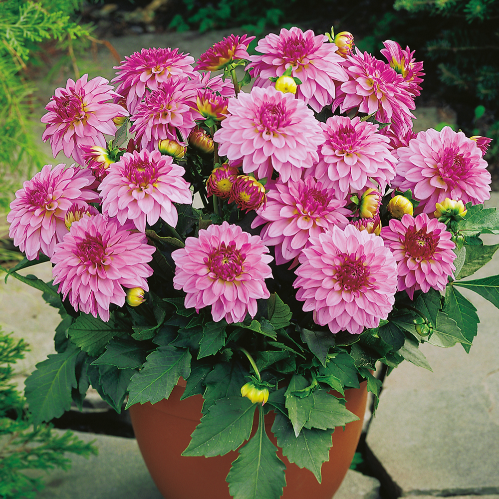 Dahlia sisley - le bulbe