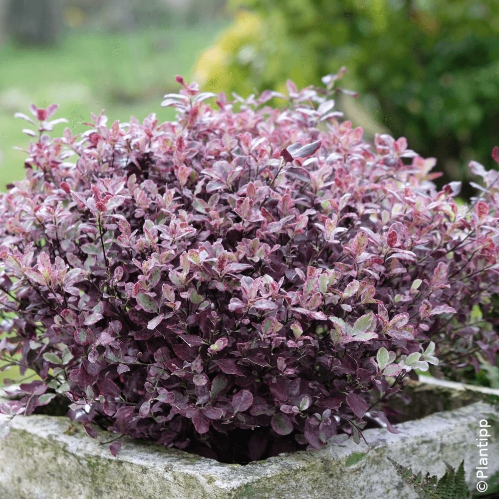 Pittosporum bannow bay® 'bann2015', pittospore pot de 7,5l - 60/80 cm