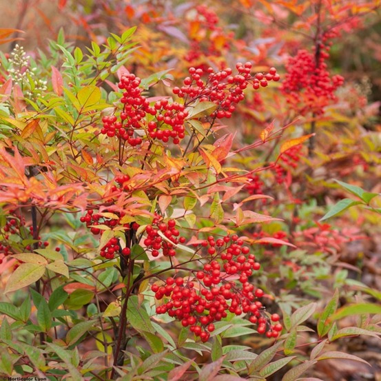 Bambou sacré pot de 18l/20l