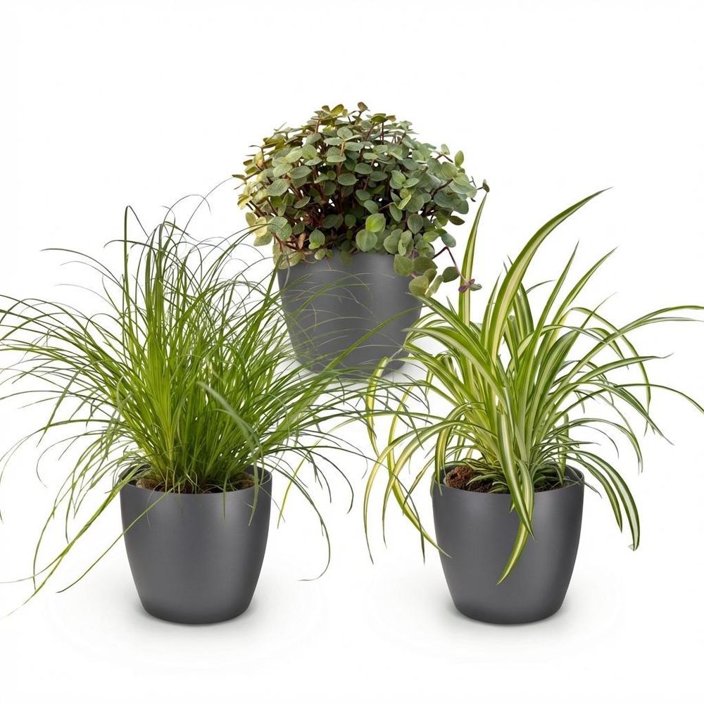 Cyperus - calissia - chlorophytum - pet-friendly - pot de 12cm - hauteur 20cm