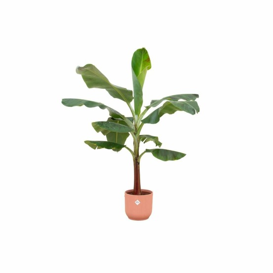Bananier musa 120cm et son pot rose - hauteur 120cm