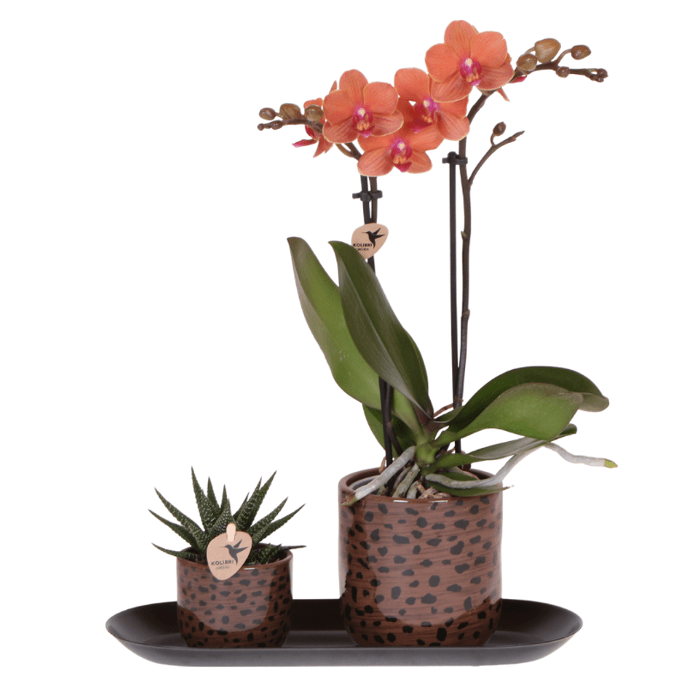 Orchidée phalaenopsis 'bolzano' orange (phalaenopsis) - coffret cadeau avec plante verte cache-pots et plateau - plantes d'intérieur
