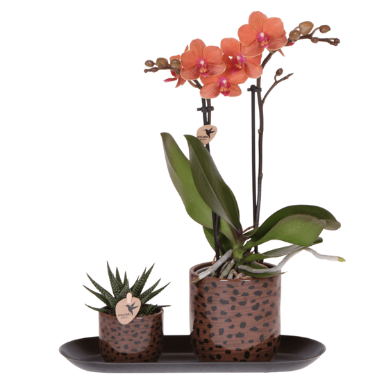 Orchidée phalaenopsis 'bolzano' orange (phalaenopsis) - coffret cadeau avec plante verte cache-pots et plateau - plantes d'intérieur