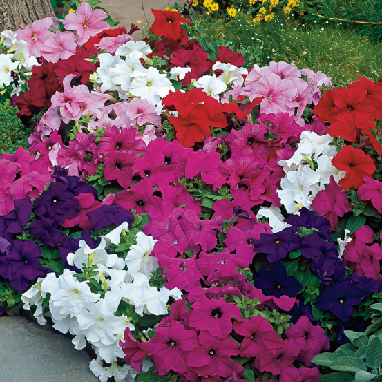 Offre petunias cascades - 9 godets plante annuelle