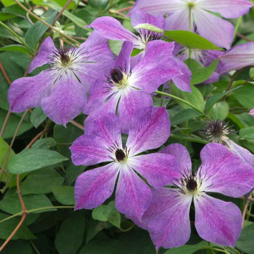 Clématite cloudburst® pot de 1,5l - tuteur bambou 30/60 cm