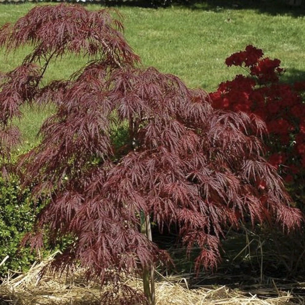 Érable du japon 'red pygmy' pot de 3l/4l