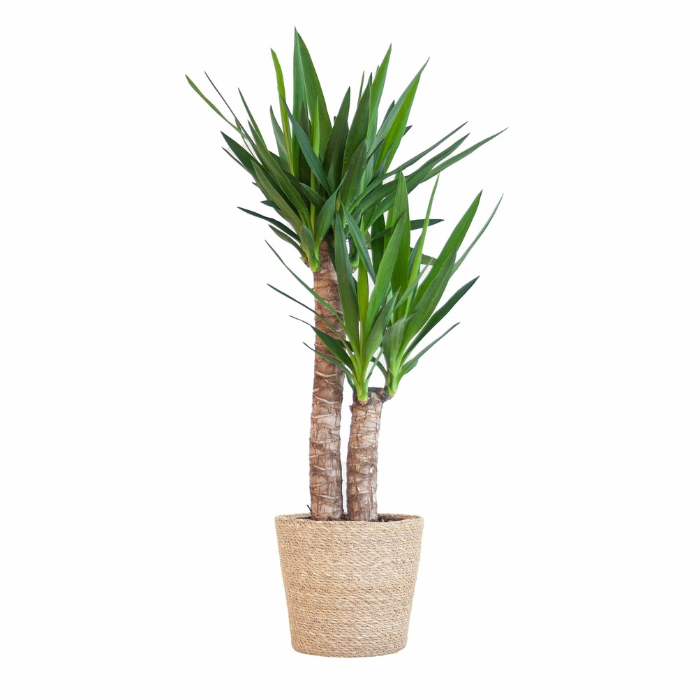 Yucca elephantipes et son pot panier marron clair - hauteur 90cm
