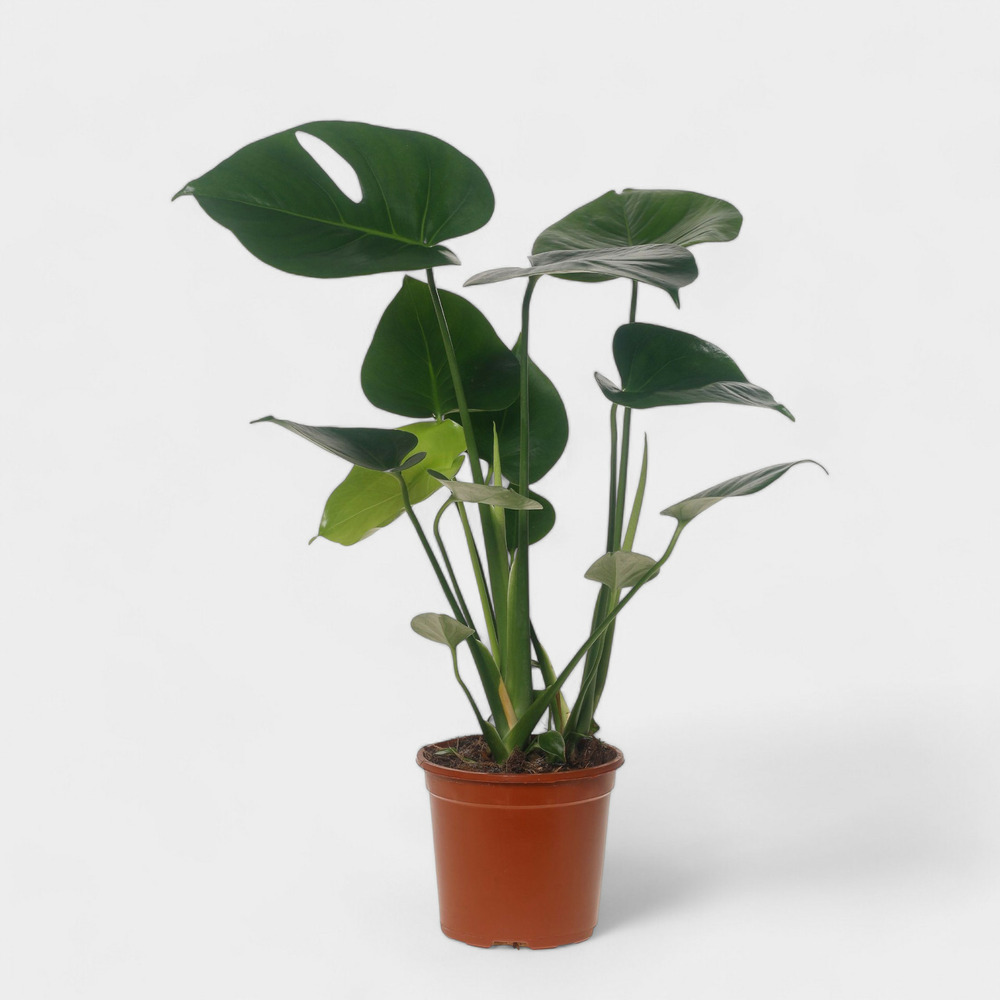 Monstera deliciosa - plante gruyère à trous d. 17cm h. 60cm - plante d'intérieur