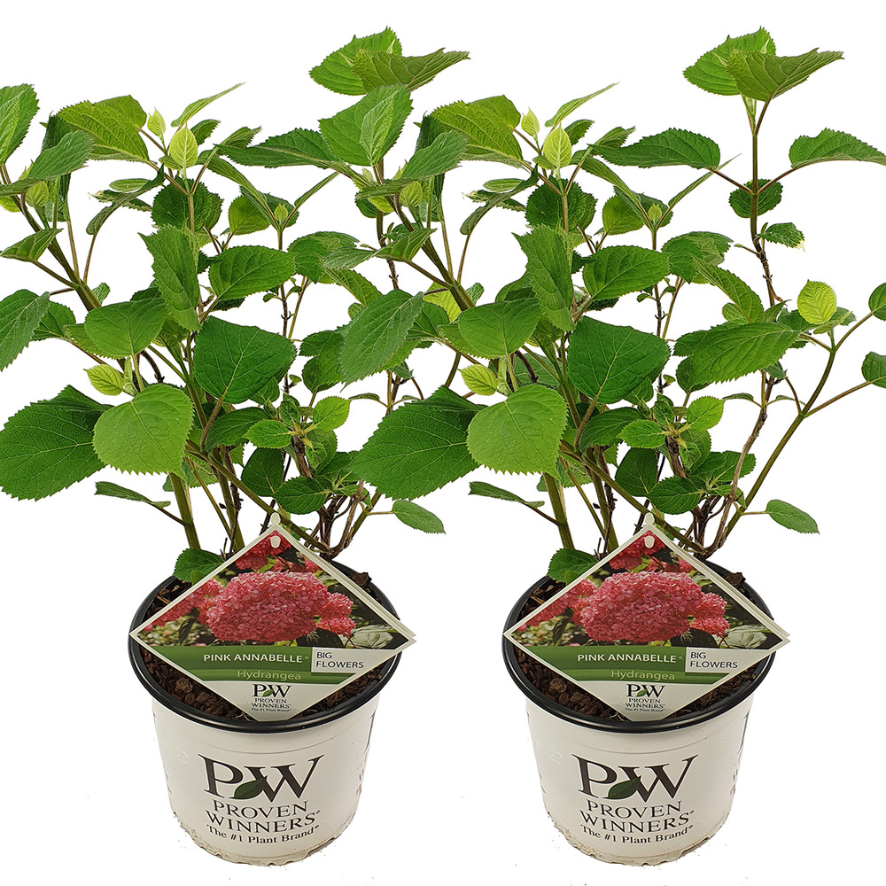 Lot de 2 - hydrangea pink annabelle - hortensia - rose - 40-50 cm de haut - pot 19 cm