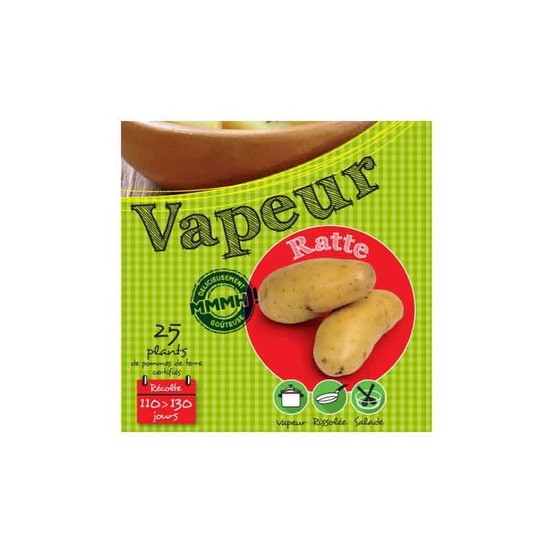 Ratte 25 plants de pomme de terre