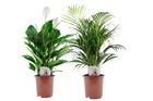 Areca plante et spathiphyllum - mix de 2 - pot 17cm - hauteur 60-70cm