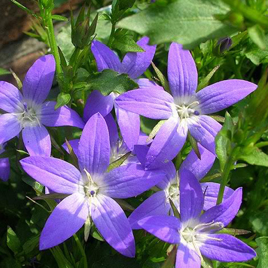 6 x campanule des murets - campanula poscharskyana 'stella' - godet 9cm x 9cm
