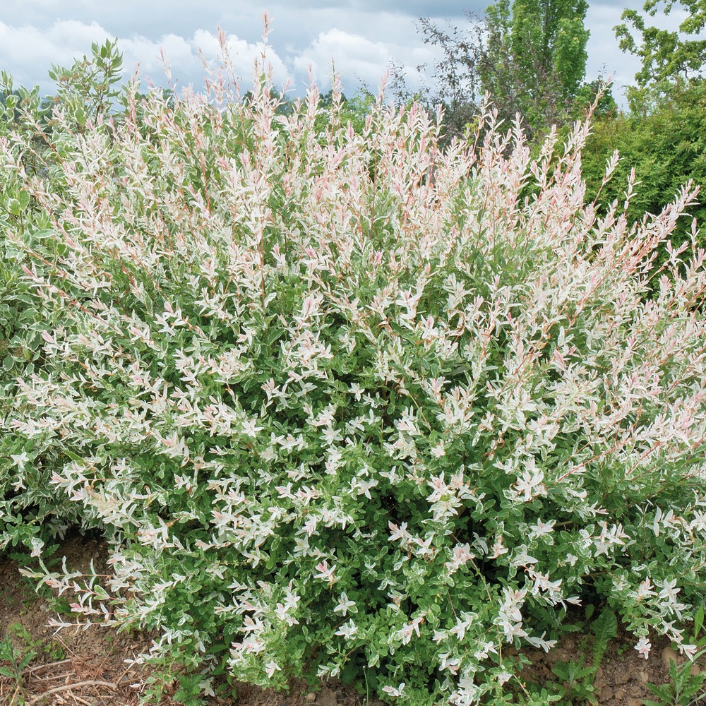 5 saules crevette - haie de 3m linéaire - les 5 pots / ø 9cm / hauteur livrée 20-25cm