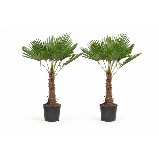 Entrée des palmiers — 2 trachycarpus — lot de 2 plantes