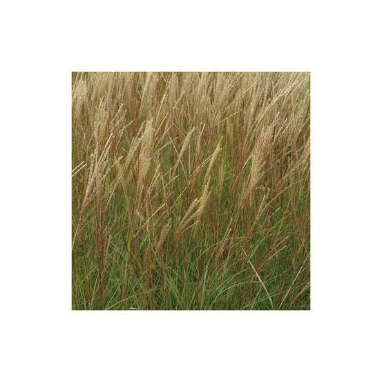 Miscanthus, roseau de chine yaku jima lot de 9 godets