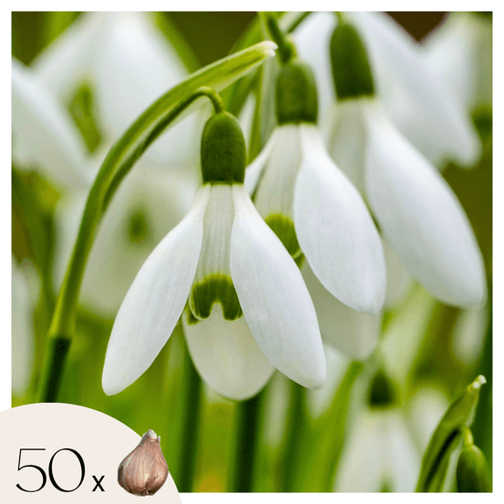 Perce-neige - set de 50 - galanthus elwesii - bulbes à fleurs - blanc