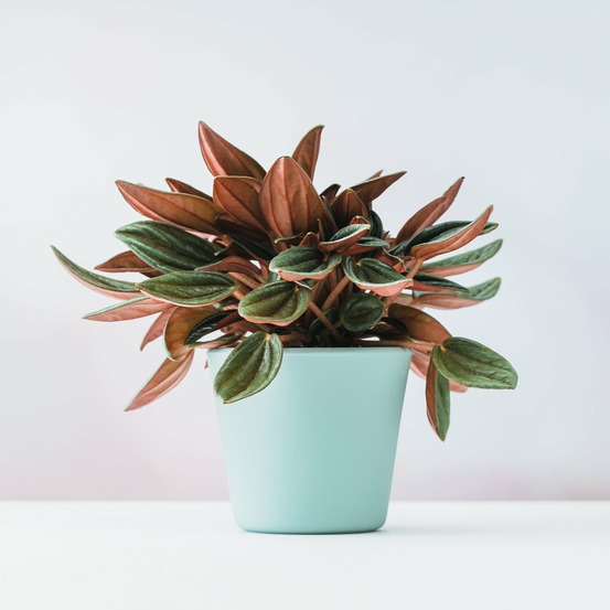 Peperomia rosso - le pot / ø 12cm / hauteur livrée 15-20cm