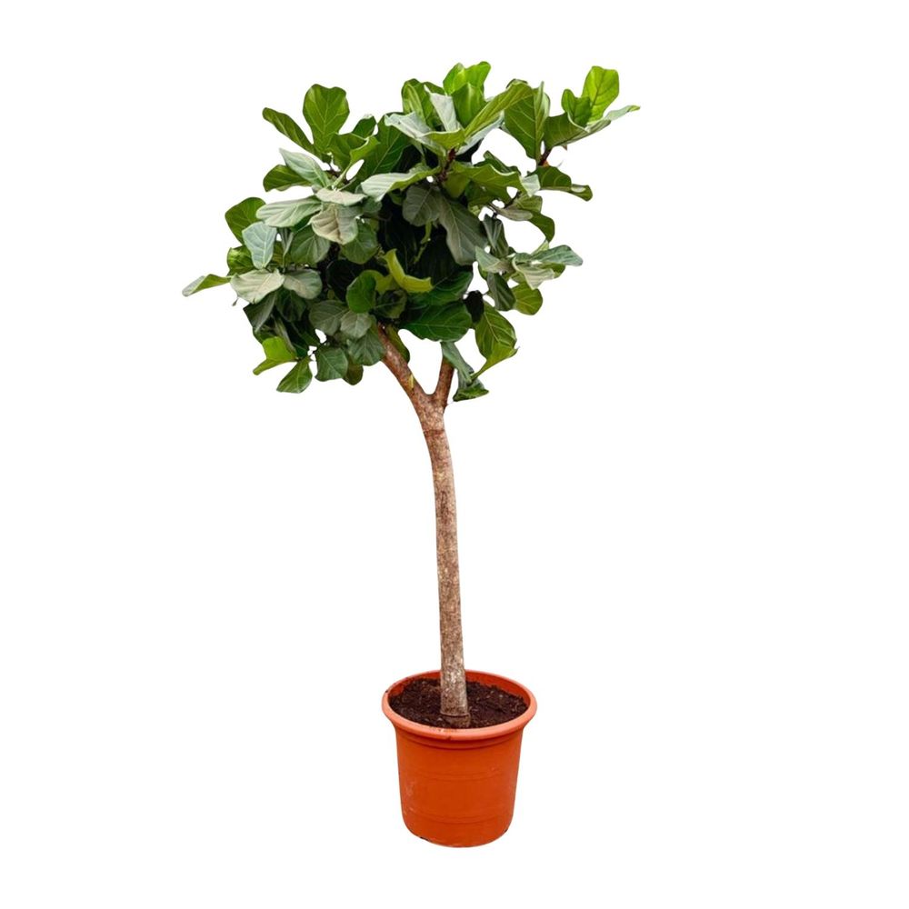 Ficus lyrata - plantes d'intérieur