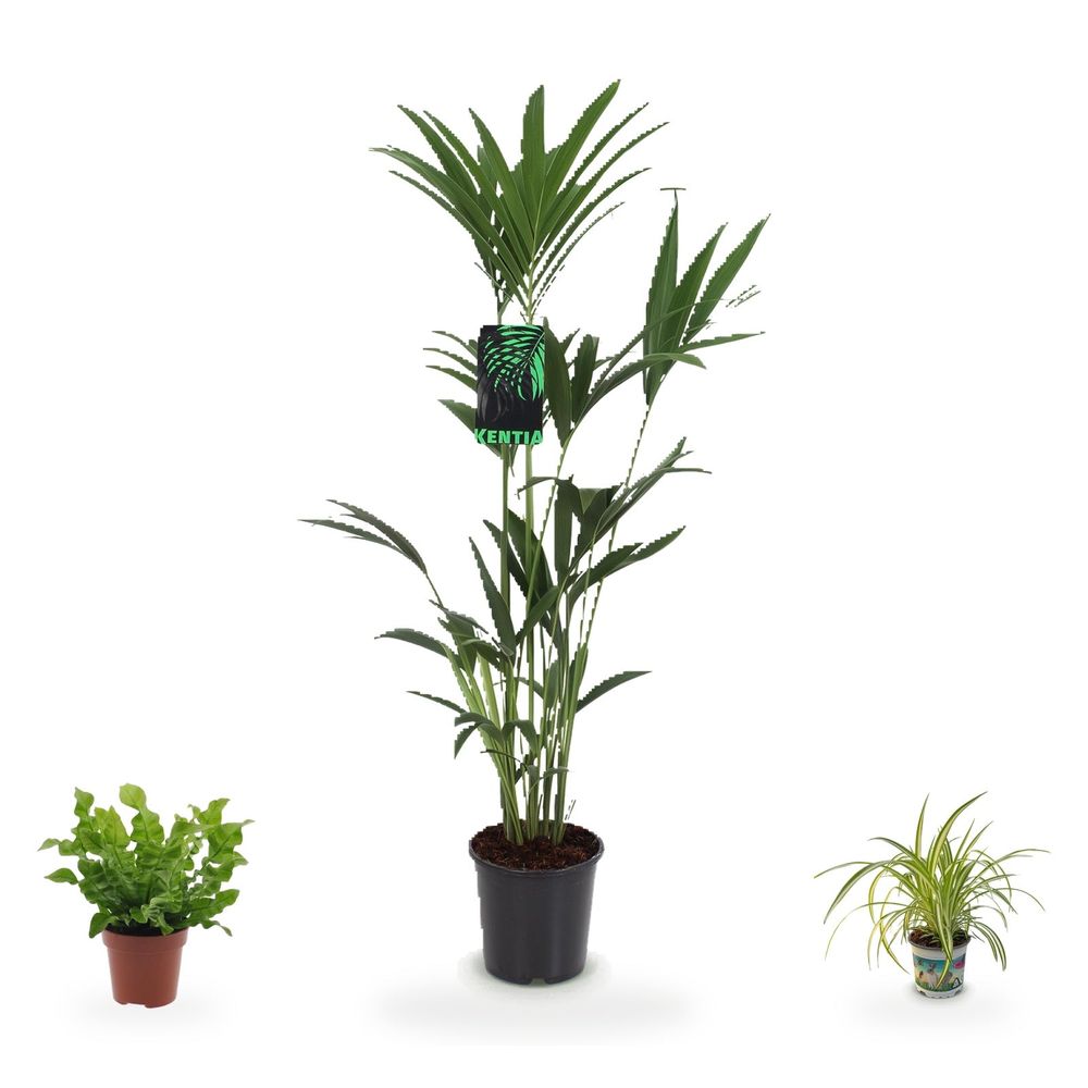 Coin kentia majestueux — howea forsteriana, asplenium crispy wave & chlorophytum comosum variegatum — lot de 3 plantes