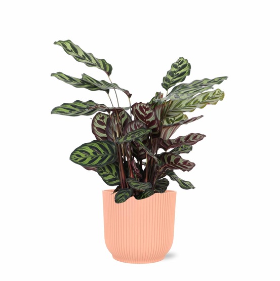 Calathea makoyana et son pot relief rose - hauteur 70cm