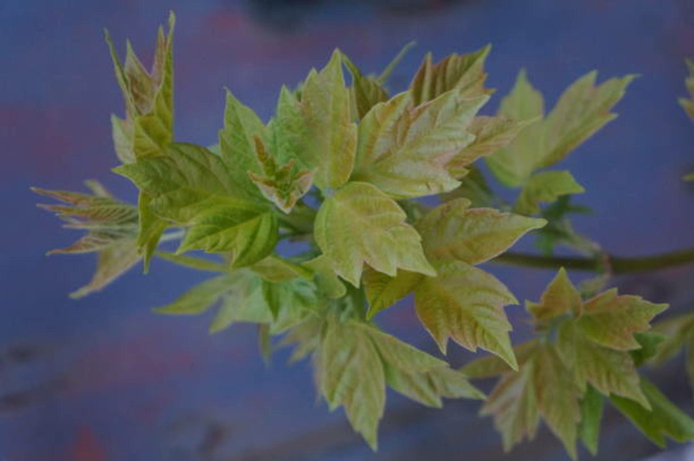 Acer zoeschense annae c15l baliveau 150/250 cm (hors pot)