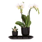 Kolibri company - ensemble orchidée blanche et succulente sur plateau noir