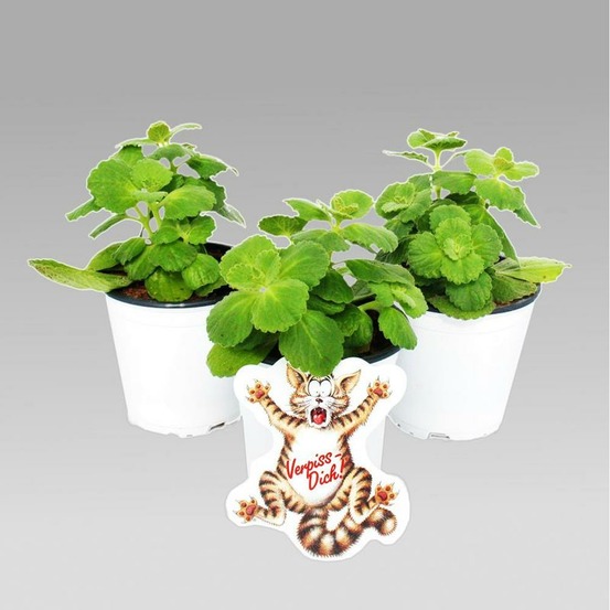 Coleus canina - éloigne chiens et chats - plante répulsif chat - 12 plantes