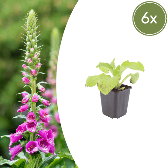 Lot de 6 - digitale pourpre (digitalis purpurea) 'purpurea'