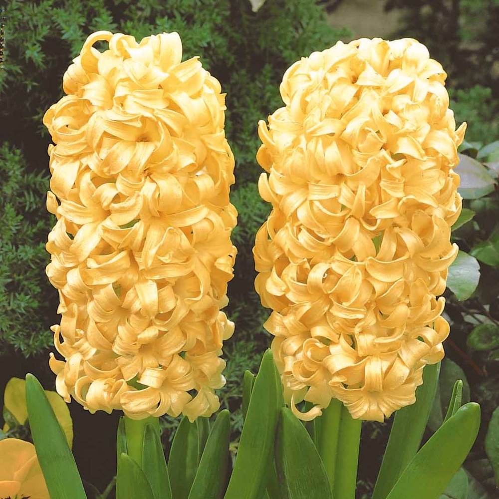 6 jacinthes city of haarlem jaune - le sachet de 6 bulbes / circonférence 18cm+, vendu par lot de 2