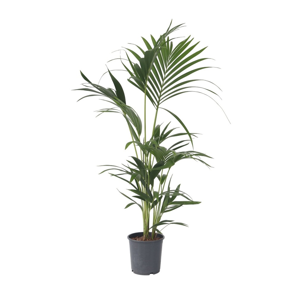 Palmier kentia - howea forsteriana - hauteur 90-100cm - ⌀18cm