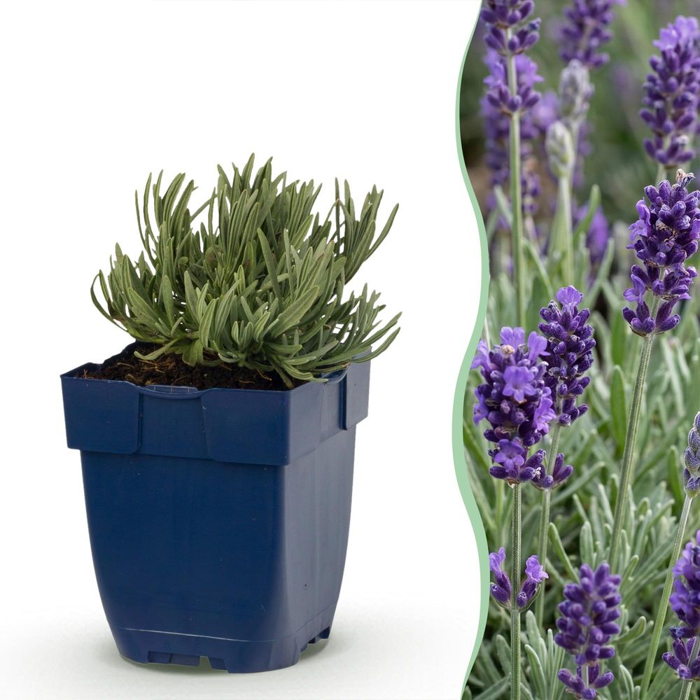 Lavande 'munstead' - lot de 12 - pot 11 cm - hauteur 25 cm