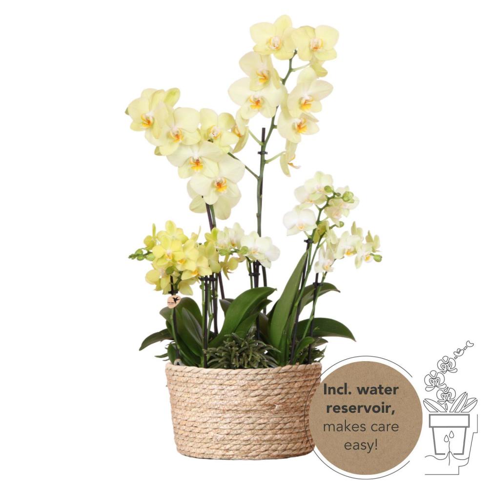 Orchidées plante jaune dans un panier en roseau avec réservoir d'eau - 3 orchidées jaunes + 3 rhipsalis