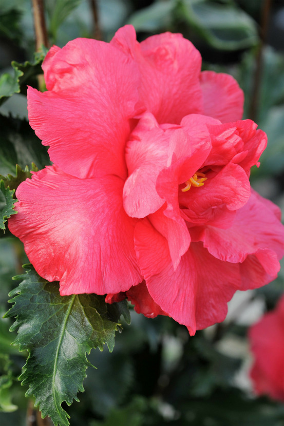 Camélia 'holly bright' - en pot de 1 litre