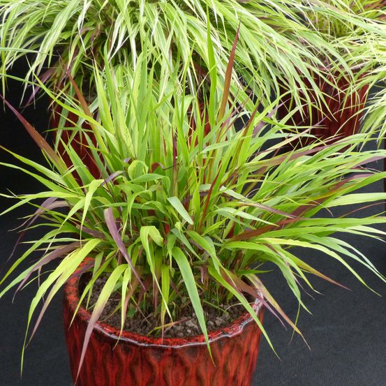 Herbe du japon 'beni kaze' pot de 1l/1,5l