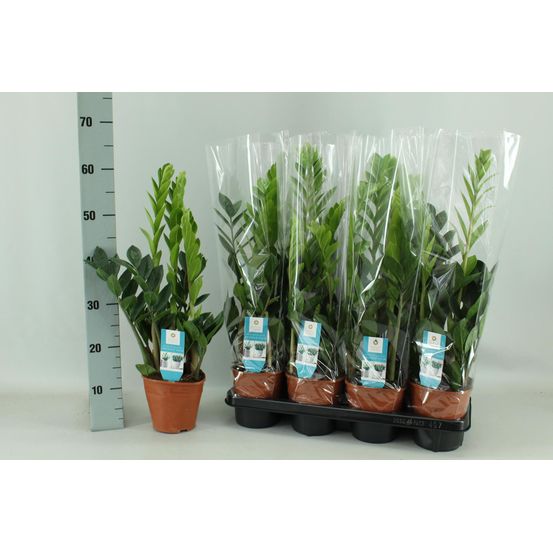 Zamioculcas 14cm - h65 cm - ø14 cm