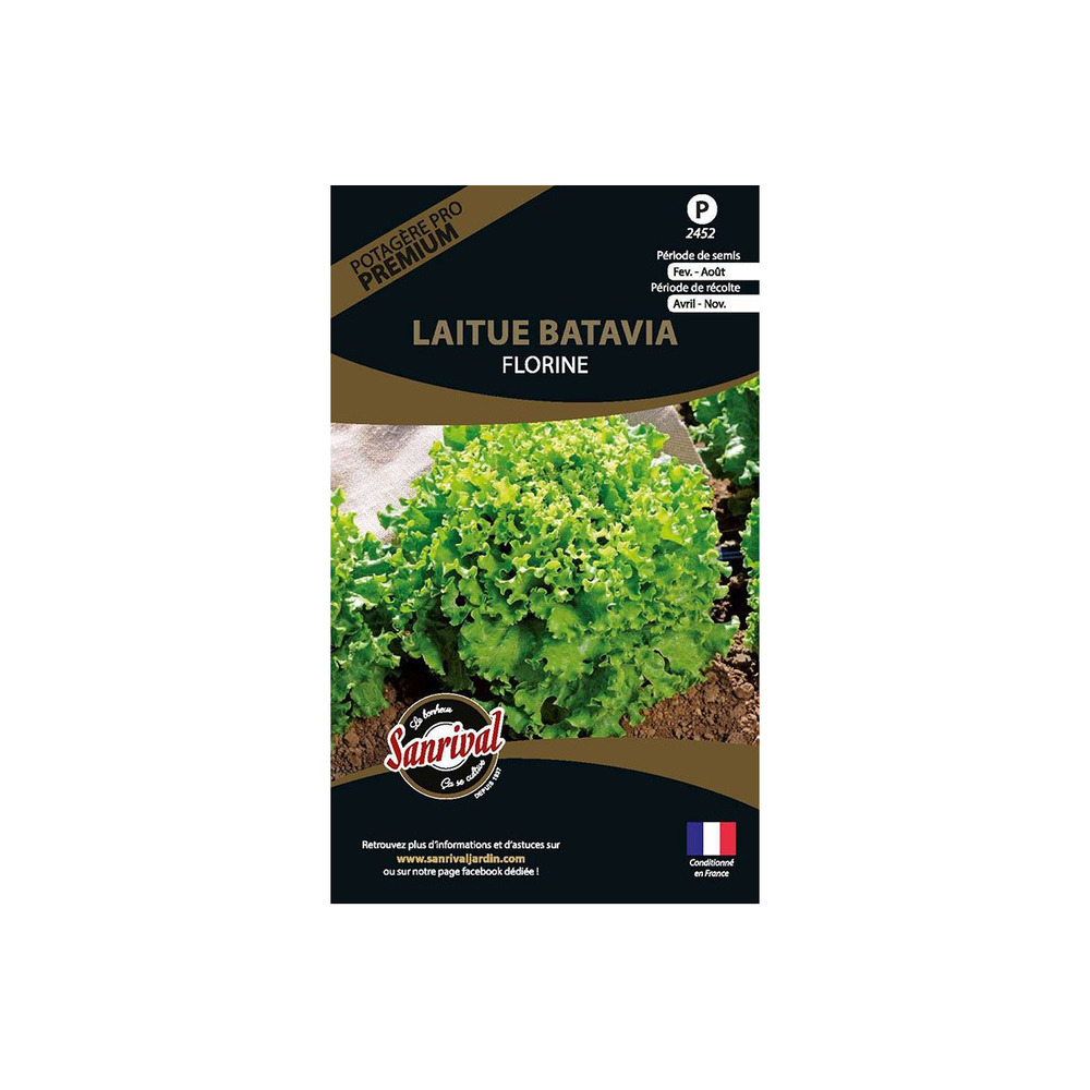 Graines potagères premium laitue batavia florine