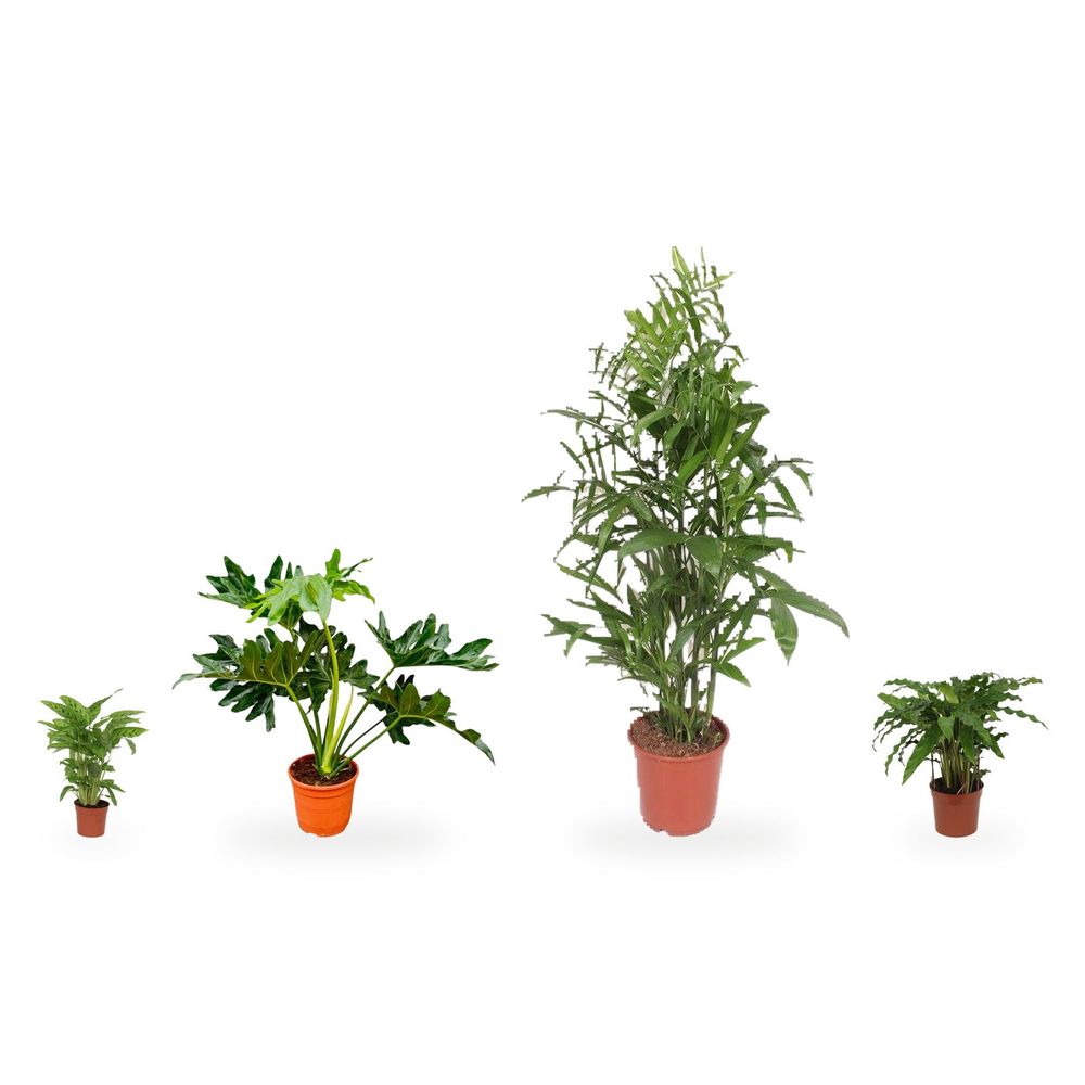Palmier bambou chamaedorea - le sous-bois d'ombre — lot de 4 plantes