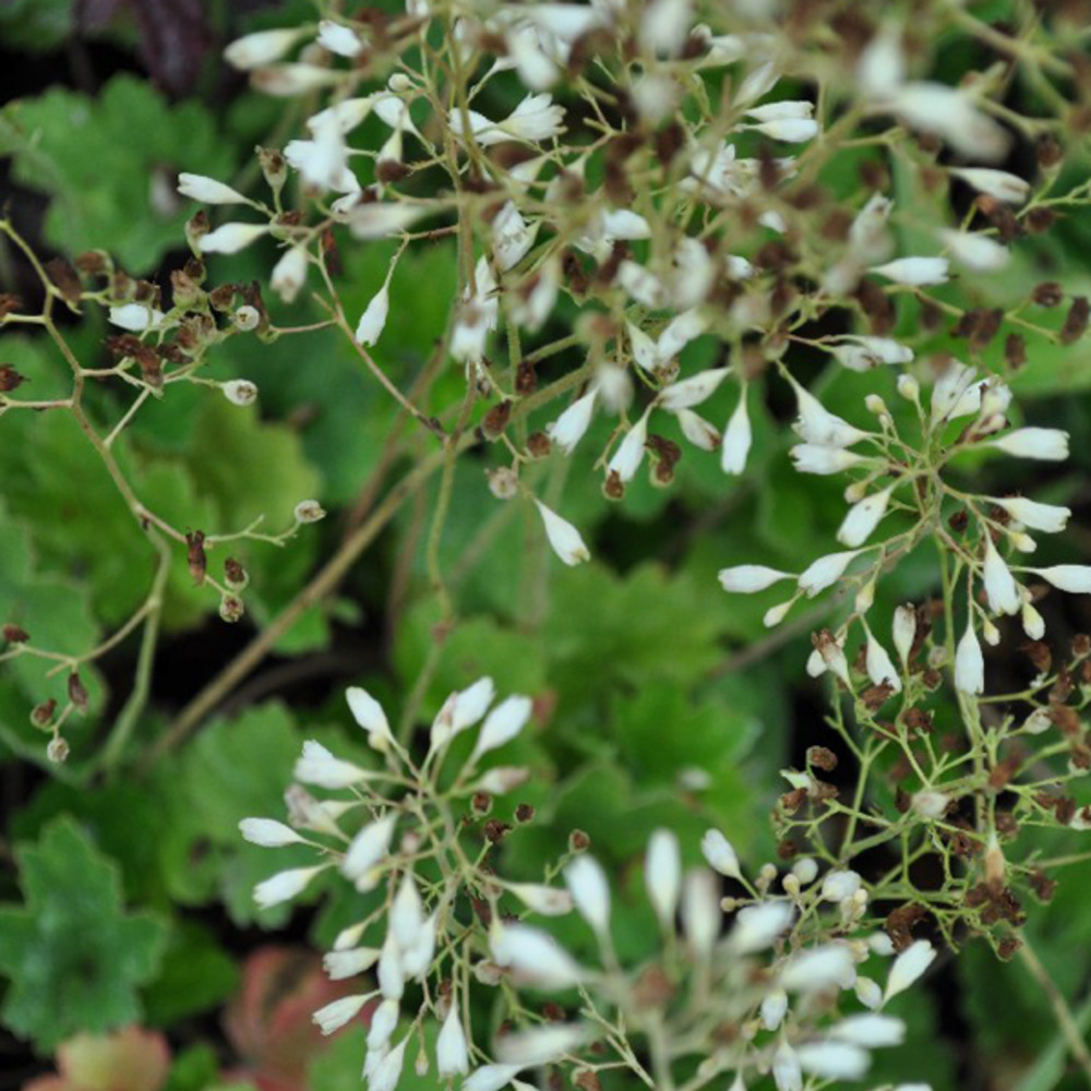 6 x heuchère 'schneewittchen' - heuchera brizoides 'schneewittchen' - godet 9cm x 9cm