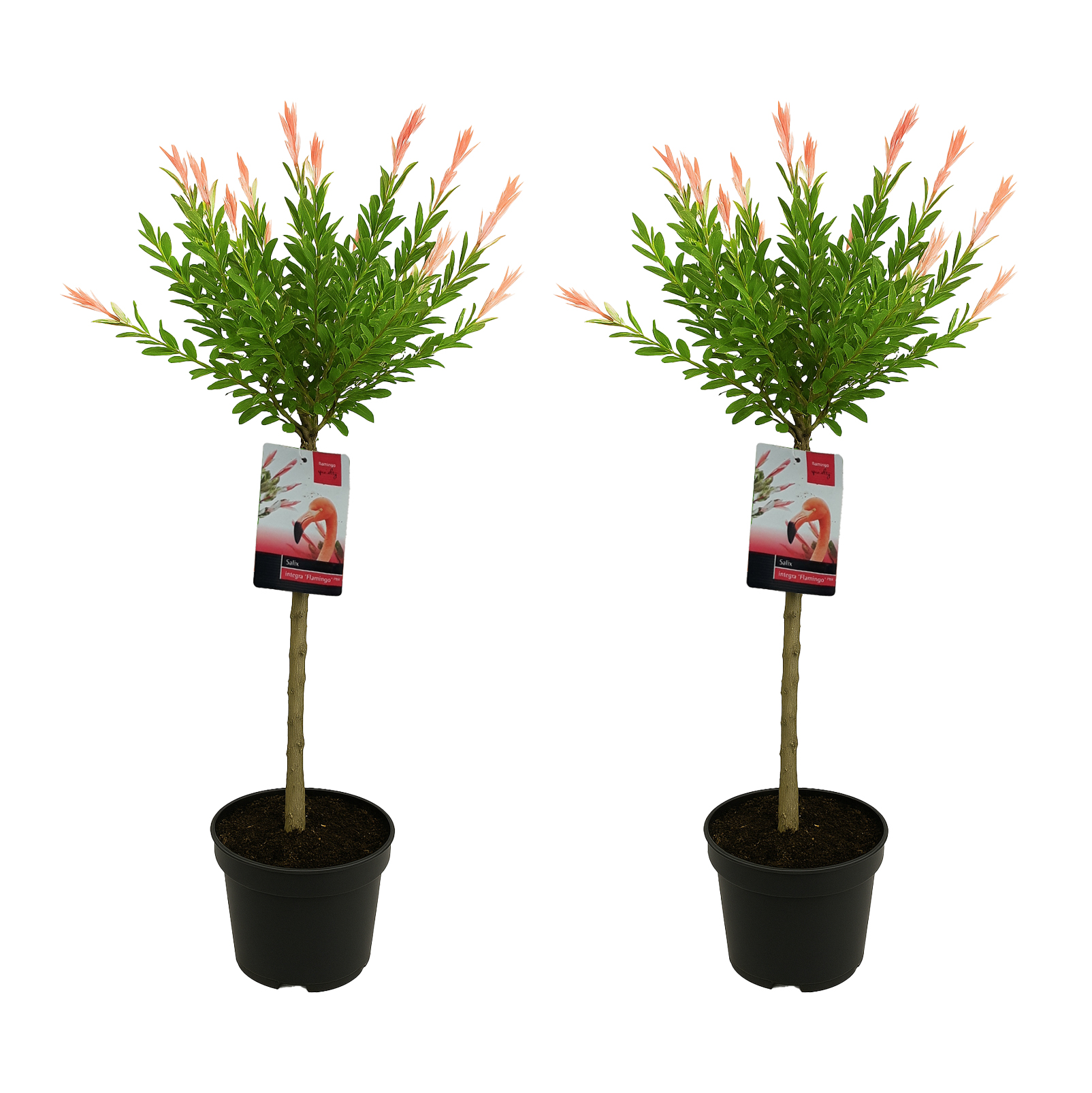 Lot de 2 - salix integra flamingo - saule panaché - plantes de jardin - h. 80-100 cm - p. 19cm