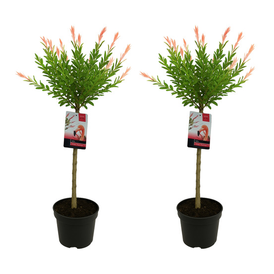 Lot de 2 - salix integra flamingo - saule panaché - plantes de jardin - h. 80-100 cm - p. 19cm