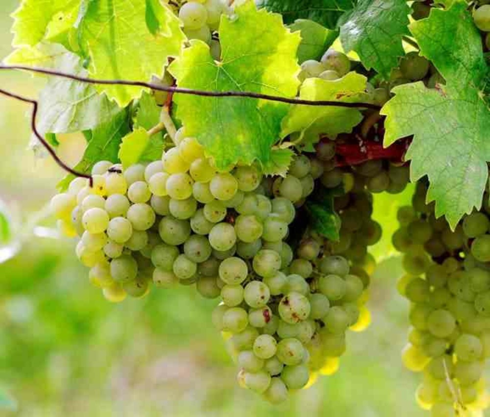 Vigne à raisin blanc (vitis vinifera himrot) pot de 2 litres - 50/70 cm