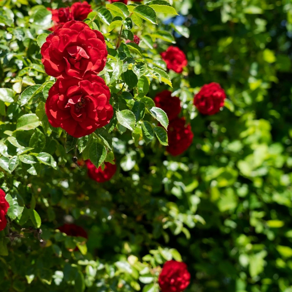 Rosier grimpant liliana® 'delgrouge' pot de 3l - touffe