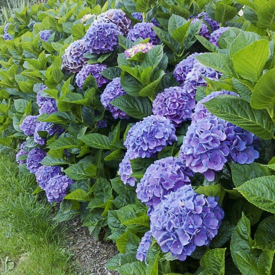 Hortensia 'renate steiniger' pot de 2l/3l