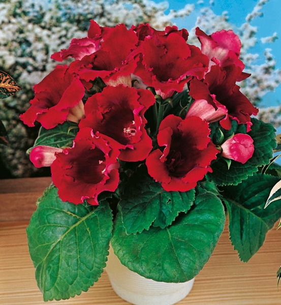 Gloxinia rouge