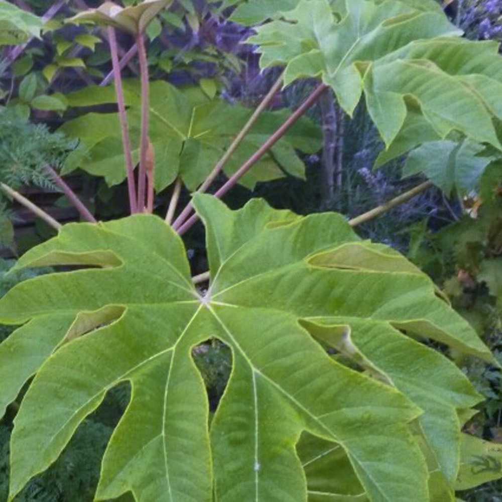 Plante à papier de riz 'rex ' pot de 6l/7l