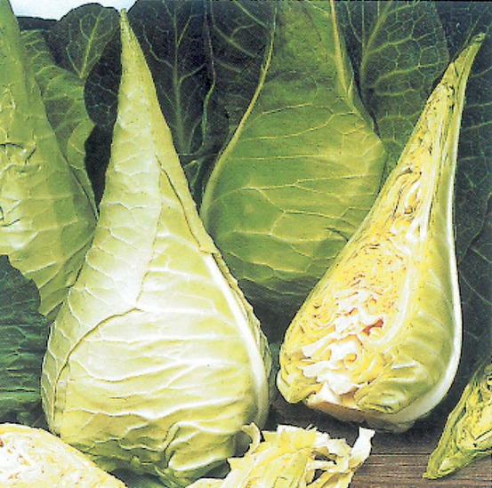 Chou filderkraut race hilmar - 1 g