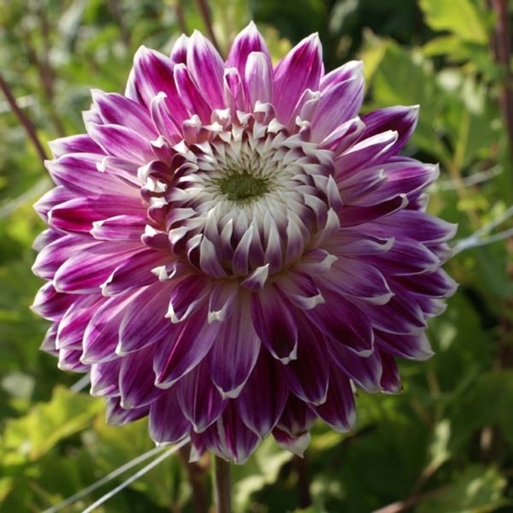 Dahlia gpe décoratif 'vancouver' bulbe calibre i