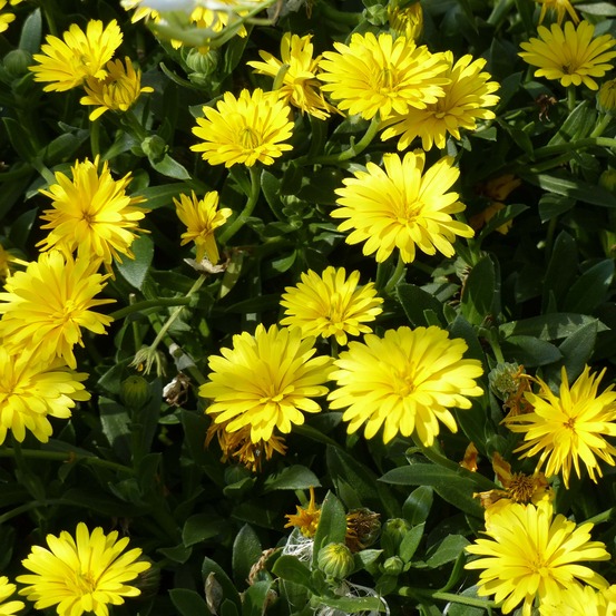 Souci des jardins 'powerdaisy sunny ' mini-motte ø 3/4 cm, plant vert de 5 cm de haut environ (par 3)